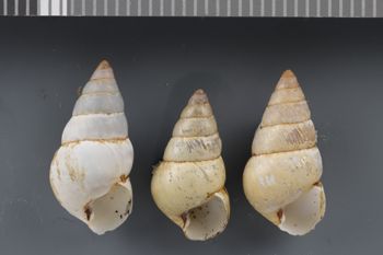 Media type: image;   Malacology 240824 Description: Dry shell;  Aspect: APT